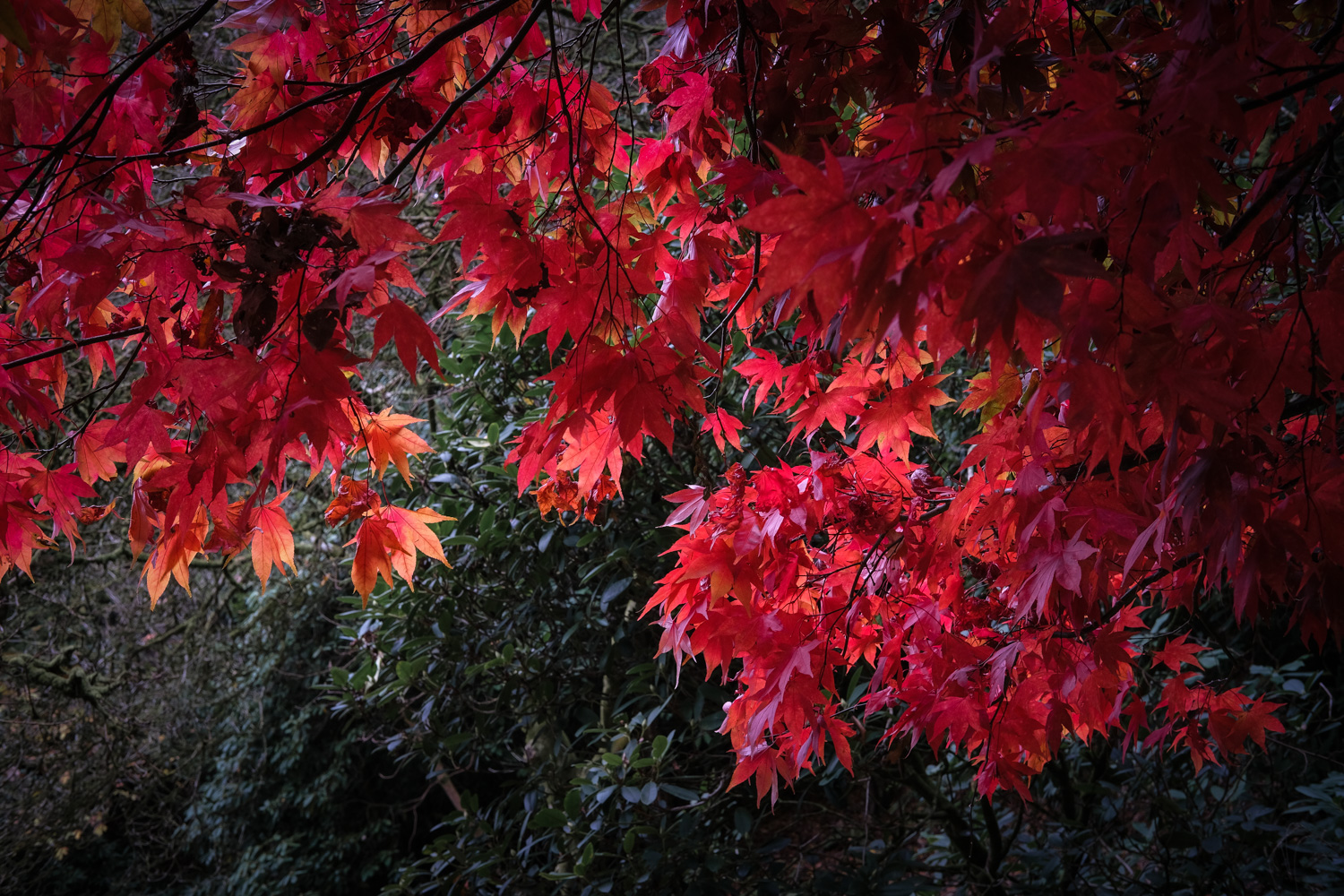 Crimson Acer near the Gothic cottage at Stourhead Gardens 08_11_21 2